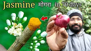 How to grow Mogra Jasmine at home in pot | मोगरा के पौधे कैसे उगाए | Jasmine Complete Guide