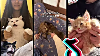 Funny Animal Videos 2022 😂 - Funniest Cats And Dogs Video 😺😍 #83