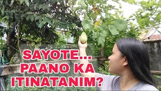 PAANO MAGTANIM NG SAYOTE SA SAKO?|From Planting to Harvesting by BHING - Gardening