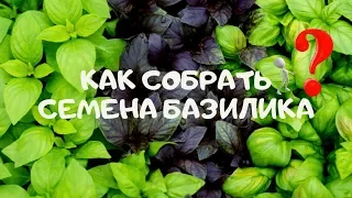 Как правильно собрать семена базилика в домашних условиях