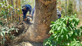 Treasure when the river dries up... Cut down old trembesi tree, so hard to fall!!