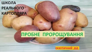 Школа реального картопляра. Пробне пророщування.