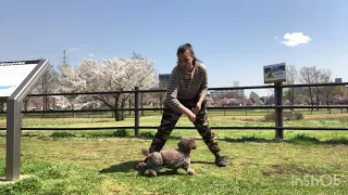 Догтренинг в Японии. Той пудель Габриэль. Dog training in Japan.  Toy poodle Gabriel.