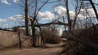 Из-за сильного ветра дерево упало на провода на одной из улиц Тамбова