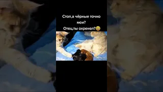 Кот папа сомневается, что это его дети.