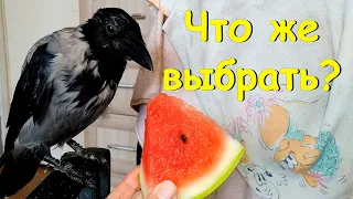 Ворона Капля и фрукты