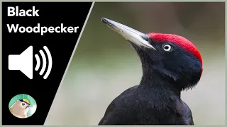 Black Woodpecker - Sounds