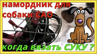 на какой день после течки можно вязать собаку,  Алабай-САО ?