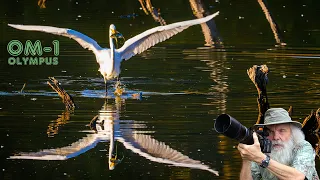 Olympus OM-1 Slow Motion  300MM & MC20 Egret & Heron Interaction. The Egret gets his own in the end.