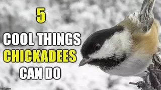 5 Cool Things Chickadees Can Do