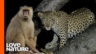 Leopard Climbs Down Tree With 25 Pound Baboon In Its Mouth