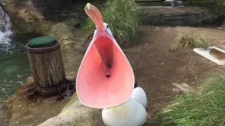 Pelican feeding - Taronga Zoo, Sydney, Australia