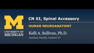 Nervous System: Spinal Accessory Nerve (CN XI)