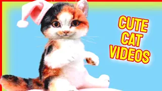 Cute Cat Videos Vol.29 😻 Cat Videos 🤩 Cute Cats