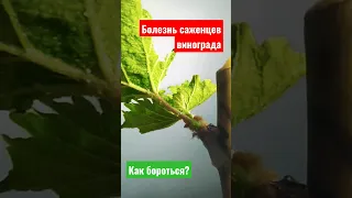 Болезнь, которая убивает молодые саженцы винограда #болезнивинограда #саженцы #заболеваниявинограда