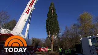 Rockefeller Center Christmas Tree Set To Begin Its Journey To NYC