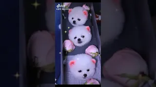 Tik Tok Chó phốc sóc mini Funny and Cute Pomeranian Videos #218