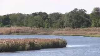 Wetland Restoration in NYC