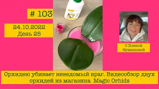 # 103 День25. Орхидею убивает неведомый враг. Видео обзор двух орхидей из магазина  Magic Orhids