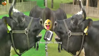 Funny Cow Dance 13 & Cow Funny Videos 2022  |  Cows Music