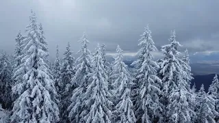 Winter Wonderland: A Snowy Symphony in Poiana Brasov's Pine Forest