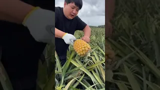 Pineapple farm