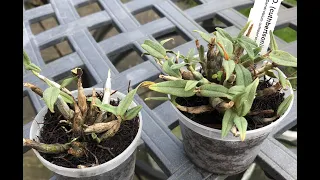Dendrobium cuthbertsonii, взлёты и падения