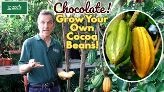 The Cocoa Plant (Theobroma cacao 'Trinitario') - Grow Your Own Cocoa Beans at Home!