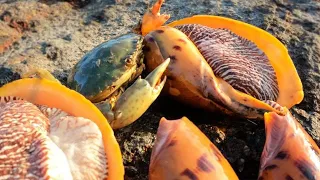 ortunus& Catch the Sea Случайно нашел большого лобстера живым и невредимым