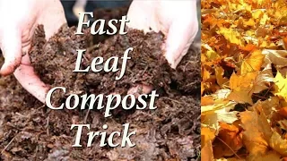 Super Fast Leaf Composting Trick