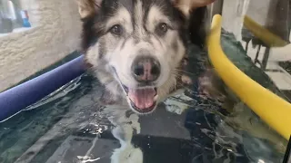 Old Husky Goes Back To Hydrotherapy