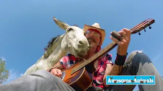 Playing Music For Animals