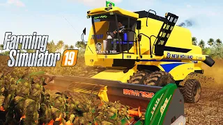 NH TC 5090 BOTANDO PRESSÃO NA COLHEITA DO GIRASSOL | Farming Simulator 19 | Brasil Sul - Ep 24