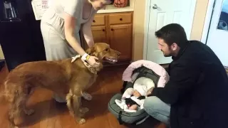 Golden Retriever Max meets baby sister!