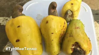 Как растут орешки кешью. Cashew nuts