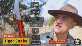 🔝 Top 10 Most Venomous Snakes in the World | Deadliest Poisonous Snakes 🐍 2024 | Pets and Us