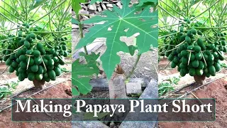 Tips To Make Papaya Plant Bear Fruit in Short