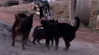 Amazing Good Rural Dogs ! Dog Meeting for the Summer Season in Village dog meeting video in village