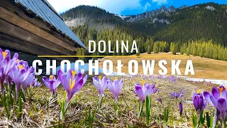 Dolina Chochołowska i Krokusy - Kwiecień - Tatry Zachodnie - Film 4K