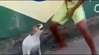 "Когда водила протянул aux" (dog version)