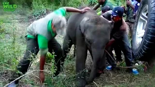The baby elephant was wounded by a jungle trap