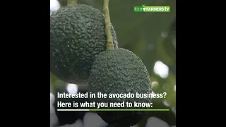 Interested in the avocado business? Here is what you need to know