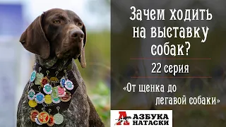 Выставка охотничьих собак - новый уровень социализации. 22 серия