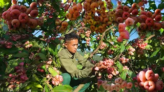 FULL VIDEO: 30 days of harvesting Results whip, jackfruit, sour ears, dragon fruit to market