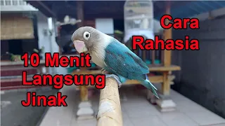 RAHASIA Jinakkan Burung Giras Liar dalam 10 Menit Pasti Jinak