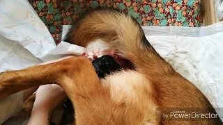 German Shepherd delivery, dog gives birth at home, How to help a dog with childbirth