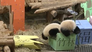 Twin Panda Cubs Celebrate First Birthday at Toronto Zoo