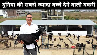 ये चलाते हैं दुनिया की सबसे ज़्यादा बच्चे देने वाली बकरी का फार्म | Goat Farming | Bakri palan