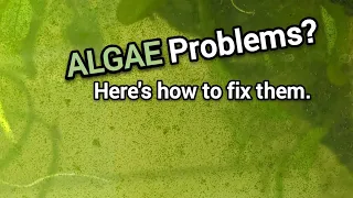 How to Reduce Algae in Your Aquarium - Your LIGHTS (and more!) Might be The Problem