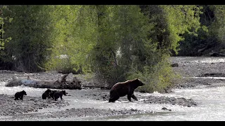 Wildlife Photography-Grizzly 399 Quad Cubs cross Pilgrim Creek-4 cubs-Jackson Hole/Grand Teton Park